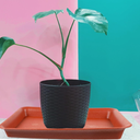BESPORTBLE 6pcs Rectangle-Shaped Plant Trays for Gardening Flower Pot Saucers for Bonsai and Plants Brick (Brown)