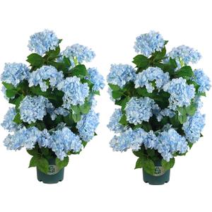 QIANYUN Faux Hydrangea Tree 30" Tall (2 Pack), Artificial Hydrangea Plant in Pot with Blue Flowers, Realistic Hydrangea Tree for Indoor Outdoor Porch, Patio, Home Decor