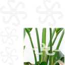 BOXOB 4pcs Climbing Houseplant Stem Supports with Holes, 2 Sizes Flower Plant Stem Hook Stakes Trellis Reusable Invisible Plastic Plant Stem Support Holders for Monstera Vertical Growth (Transparent)