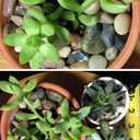 Voulosimi 12 LBS River Rock Stones, Natural Decorative Polished Mixed Pebbles Gravel,Outdoor Decorative Stones for Plant Aquariums, Landscaping, Vase Fillers