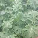 2 x White Russian Kale (Brassica oleracea) Vegetable Seeds, Cold-Hardy Champion, Tender Leaves, Edible Stems, Sweet Flavor, Seeds by MySeeds.Co, You Choose The Amount (1 oz)