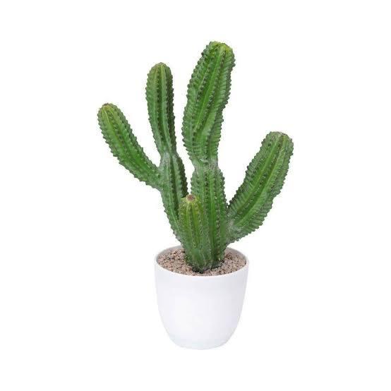 15 in. Green Indoor Artificial Cactus