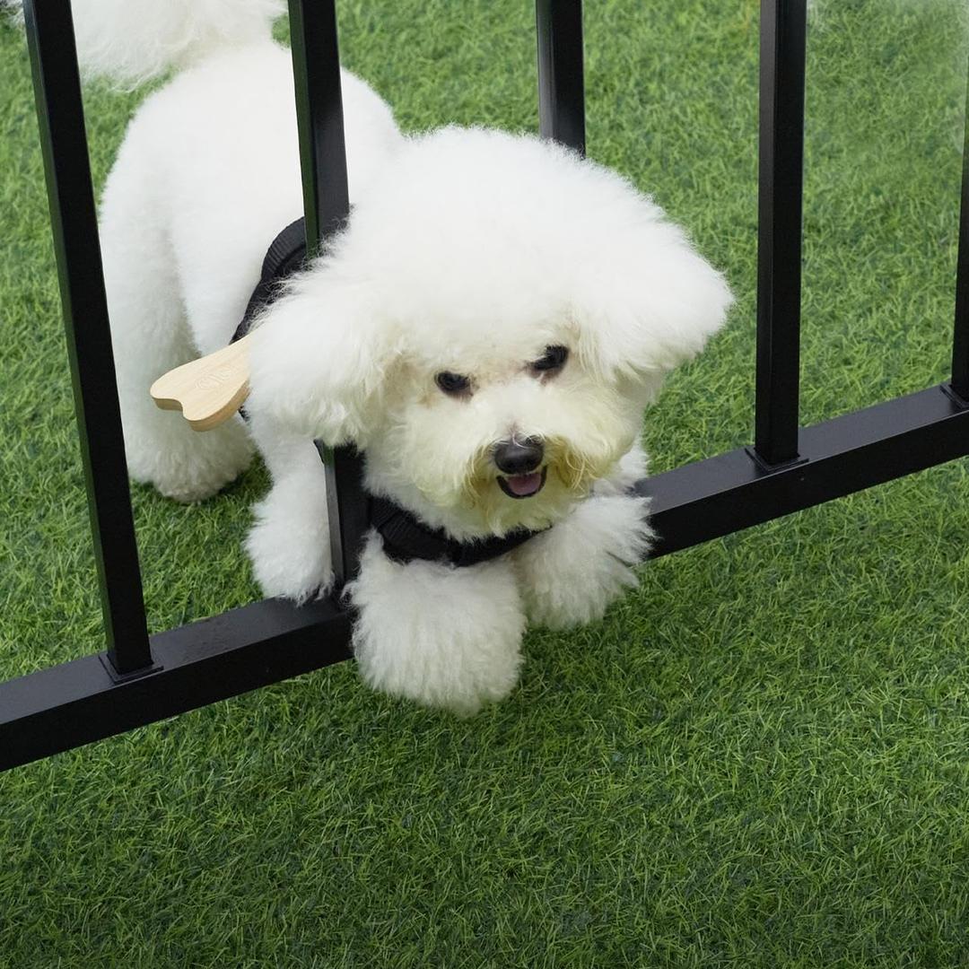 MFC Harness + Wooden Bone (Fixed) for Small Dogs or Puppies | Prevents your Pet from Escaping through The openings in The Fence | Fence Blockers for Dogs| Puppy Bumpers. (Medium), Black