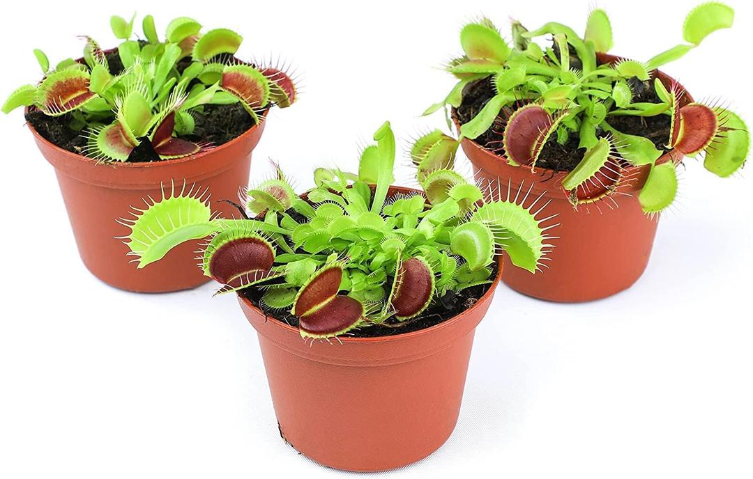 Altman Plants Live Venus Fly Traps Carnivorous Plants (3PK), Live Plants & Indoor Plants for Kids, Live Venus Fly Trap Plant Terrarium Plant Trio in Adult Venus Fly Trap Soil & Carnivorous Plant Soil