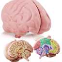 Cross Section Foam Brain Model | Free Stand, Answer Sheet & Digital Worksheet | Educational Tool Learning & Teaching Human Anatomical Function, Psychology, Biology or Science | 2 Labeled Half Pieces