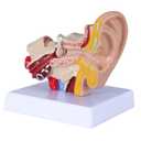 1.5 Times Human Ear Anatomy Model - Ear Joint Simulation Model Professional PVC Outer Middle Inner Ear Model with Base for Medical Demonstration