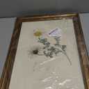 ARPEOTCY Vintage Botanical Wall Art Framed, Antique Floral Illustration with Gold Frame, Classic Wall Decor for Living Room Bedroom or Bathroom, 12x16 Inch (Atlas Mountain Daisy)