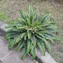 45" Fake Ferns Artificial Plants Large, Artificial Ferns for Outdoors and Indoors, 63 Fronds Faux Fern Greenery Suitable for Planter Hanging Garden Porch Office Decor