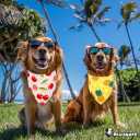 Summer Fruit Dog Bandanas 2 Pack 4 Pattern Reversible, Holiday Bandana for Boy and Girl, Premium Durable Fabric, Party Triangle Scarf for Medium to Extra Large Breed Dogs(X-Large)