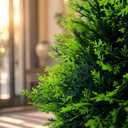 Artificial Topiary Tree, Spiral Cedar, 37 Inch
