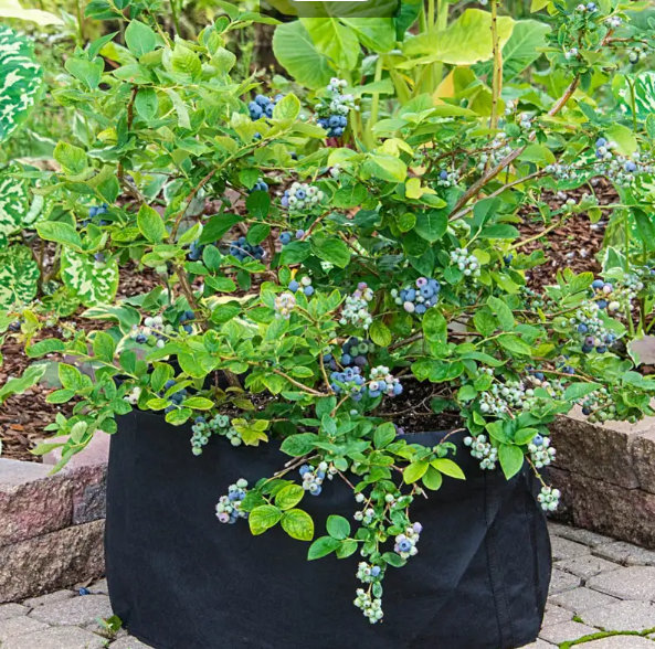 20 Gallon Grow tub with Labels 18 1/4*18 1/4* 14 1/2