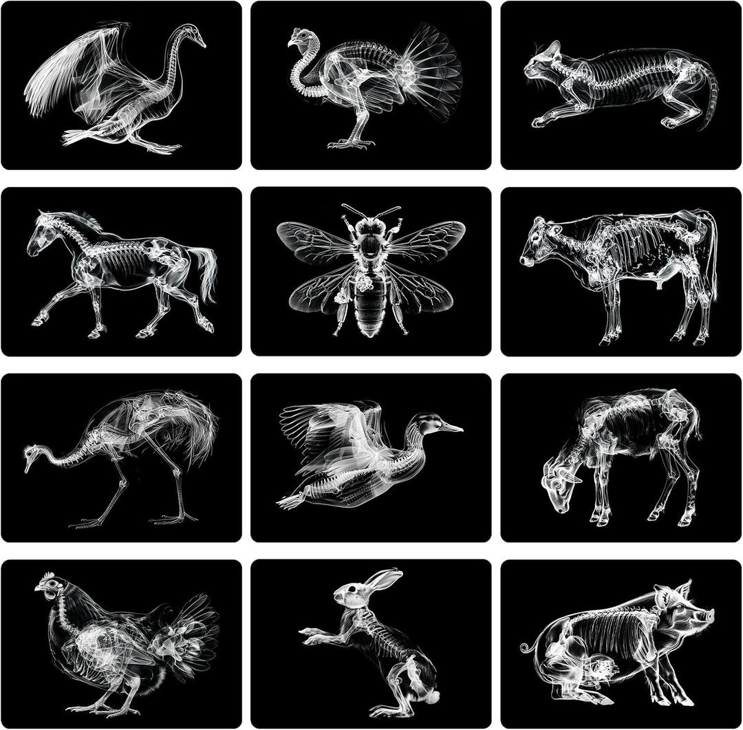 Motiskyy 12 Pcs Animal X-Ray Set Animal X-Ray Flash Cards Educational Science Kit Light Table Accessory, 11.8 x 8.3 (Farm Animals), 11.7 x 8.3 inches