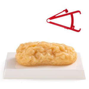 Ultrassist 1 lb Human Body Fat Model, Fat Replica, Anatomical Model for Students, Authentic Demonstration for Fitness Room