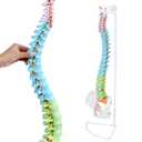 34" Human Spine Model,Life Size, Colored Spine Anatomy Model,Flexible Spine Model with Vertebrae, Cervical Spine, Lumbar Spine and Nerves