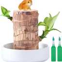 Brazilian Lucky Wood Plant,Fortune Brazil Wood Potted Plant,Mini Brazil Decoration, Desk Decor for Home & Office Desktop Planter