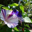 5 x Seeds Morning Glory Harlequin Mix Ipomoea Annual Flowers
