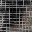 HAVAHART 1079SR Large 1-Door Humane Catch and Release Live Animal Trap Cage - Live Raccoon Trap, for Bobcats, Beavers, Dogs, & More