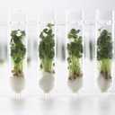 Frcctre 48 Pack 50ml Glass Test Tubes with Cork Stoppers, 30x100mm Clear Round Bottom Glass Test Tubes for Bath Salt Candy Storage Science Lab Party Plant Propagation Container