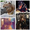 Gold Chain Dog Collar 11/15/19mm Wide Stainless Steel Cuban Link Slip Choker Chew Proof Collar Training Walking for Small, Medium and Large Dogs 12in-26in (15mm,12'') (12inch (Fits dogs neck 8in-10in))