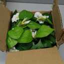 Briful Fake Hanging Flowers 2 Pack 25.6" Artificial Morning Glory Silk Floral Bush Faux Hanging Vine Plants Outdoor Fake Flowers for Home Office Outside Planter Porch Patio Yard Garden Decor(White)