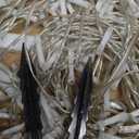 FUNIAO (New Christmas Lights, Outdoor Christmas Decorations, 320 LED Waterfall String Lights, 8 Light Modes Chrsitmas Lights with 12" Star Tree Topper for Yard, Wedding, Party, New Year (Multicolor)