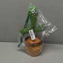 Emoin Dancing Talking Cactus Toy, Cactus Baby Toy Singing Children's Song, Mimicking Recording Repeating What You Say, Educational Interactive Baby Boys Girls Toys (Volume Adjustment)