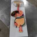 JNMFTD Human Digestive System Anatomy Model,Life Size 2 part Removable Stomach Nasal cavity Pharynx Liver Stomach Rectum Intestine with Product Manual Card Labeled Numbered for Medical Education Study