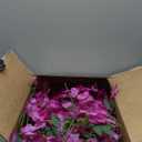 5 Pack Purple Red Wisteria Hanging Flowers Garland, 3.77 Feet Artificial Flower Vines, Fake Wisteria, Artificial Vines Hanging Garland for Backdrop Outdoor Yard Garden Decor