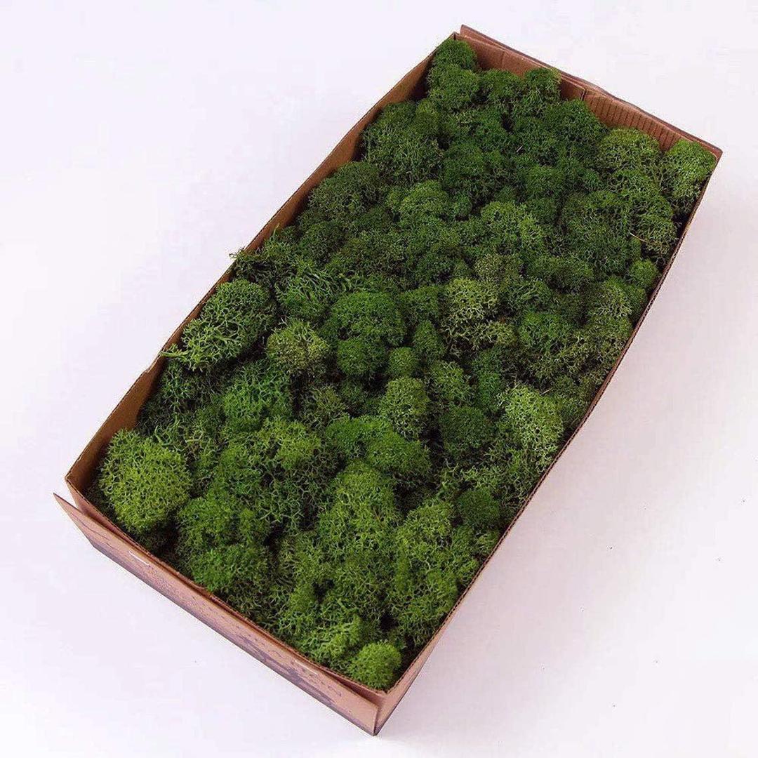 Preserved Reindeer Moss Natural Green DIY Kit Gardenning Art Wall Decor Florist Decor Easter Table Decor Wedding (0.85 lb)