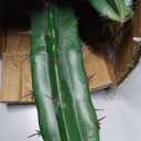 Artificial Cactus Fake Big Cactus 36 Inch Faux Cacti Plants for Home Garden Office Store Decoration