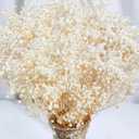 2000+ Dried Babys Breath Flowers Bulk - 17" Ivory White Dried Flower Bouquet, Real Natural Gypsophila Branches for Vase Filler, Wedding, Table Centerpiece, Home Decor, DIY Wreath Floral, Crafts