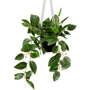 MyGift Wall Hanging Potted Artificial Leafy Plant in Black Pot with White Rope, Decorative Hanger Planter with Faux Plant Peperomia Angulata Vining Stems and Trailing Leaves