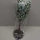 Hairui Lighted Small Olive Tree Battery Operated or USB 18in 50 Warm White LED with Timer, Light Up Table Top Artificial Greenery Tree with Fairy Lights for Wedding Holiday Home Christmas Decoration