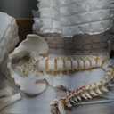 Spine Model Life Size 34.6" Height, Spine Flexible with Vertebrae, Nerves, Arteries, Lumbar Column and Male Pelvis, Anatomy Model for Science Education (Life Size)