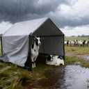 Goat Shelter for Outside, Portable for 2 Goats, 49 x 49 x 43 in Metal Frame