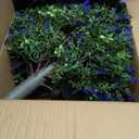 HyeFlora 26'' Artificial Topiary Boxwood Ball Trees with Lavender 2 Pack Fake Plants for Outdoor Indoor Artificial Shrubs with Ground Spike UV Resistant Fake Bushes for Front Porch Garden (Purple)