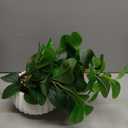 Artificial Peperomia Plant 16.5 Tall Lifelike Faux Greenery in 6 White Ribbed Ceramic Pot Realistic Indoor Fake Branches for Home Office Desk Shelf Bathroom Bedroom Farmhouse Decor
