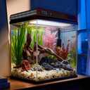 Coospider 5 Gallon Glass Fish Tank, Aquarium Starter Kit, Simpel Self-Cleaning Aquarium Kit with Ultra-Quiet Filter Pump, 3-Color LED Lights, Temp Monitoring for Fish, Shrimp, Kids Gift Ideas