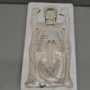 Human Skeleton Model for Anatomy: 17"H Mini Human Body Model with Movable Arms, Legs & Sturdy Stand, Scientific Bone Model for Teaching & Simpl Display