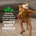 Greenies Veterinarian-Recommended Adult Natural Dental Dog Treats Large Size, Dog Dental Chews, Original Flavor, 54 oz. Pack, 34 Count (EXP 09/23/27)