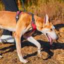 EXCELLENT ELITE SPANKER Nylon Reflective Dog Harness Adjustable No Pull Lightweight EVA Padded Vest Nameplate-Front Clip Service Dog Harness with Buckle for Medium Large Dogs (Black, S)