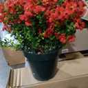 Velener Artificial Flowers for Outdoors- 20” Potted Plant Fake Silk Daisy Bush-UV Resistant Artificial Outdoor Plant for Front Porch, Garden, Yard, Patio Decor (Red)