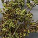 Light Green Artificial Berry Stem, 8 Pack