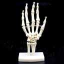Human Hand Skeleton Model on Base, Hand Bone,Life Size, Articulated