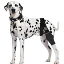Dog Knee Brace for Hind Leg Breathable Dog Leg Braces Comfortable Soft Dog ACL Brace Adjustable Pet Back Leg Support Brace for Supporting Dogs with Torn ACL Muscle Hind Leg Joint Discomfort, Large