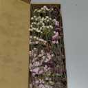 Tinideya 100 Pcs Dried Babys Breath Flowers Bulk Babys Breath Real Pressed Flowers Natural Gypsophila for Resin Wedding Art Craft Baby Shower DIY Invitations Scrapbooking Card Making(Pink)