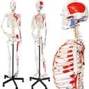 2025 New Human Skeleton Model, Medical Anatomical Life Size Skeleton Replica with Spinal Nerves, Muscle Insertion and Origin Points,Includes Rolling Stand,for Doctors, Students