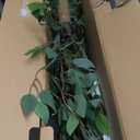 Hairui Artificial Ficus Silk Tree Lights 6FT 264 LED Fairy Lights, Faux Plant Tree with Lights for Home Room Spring Summer Christmas Decoration Indoor