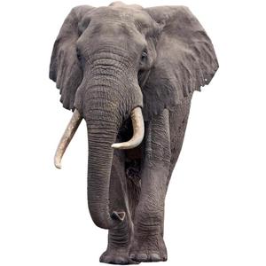 Elephant - Life Size Cardboard Cutout Standup People with Support Standee | Animals -