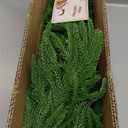 Christmas Garland Norfolk Pine Garland Real Touch Artificial Greenery Garland for Mantle Fireplace Table Indoor Outdoor Decor 6FT (6 ft (1 Pack- Young ))